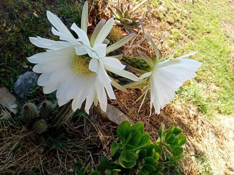 3 Bedroom Property for Sale in Oudtshoorn Rural Western Cape